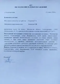 Опасный дуб у детской библиотеки: угроза падения и нарушения в акте