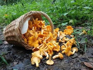 Сезон Лисичек: Грибники Подмосковья Делятся Уловом