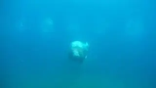 Моржиха Тамара нашла новых друзей в Московском зоопарке
