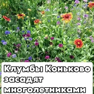 Обновление клумб: многолетние цветы в Тёплом Стане