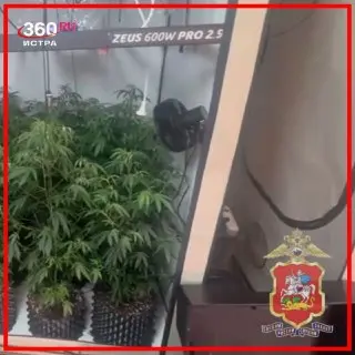 В Истре задержан мужчина с 71 кустом конопли и наркотиками
