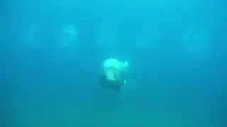 Моржиха Тамара из Краснодара обосновалась в Московском зоопарке