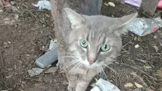 Кот Жора вернулся домой после месяца рыбалки