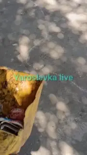 Экзотическая змея замечена в жилом районе: будьте осторожны!