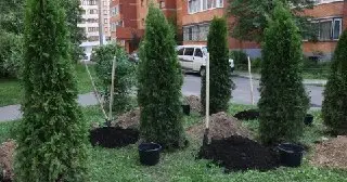 Новая зелёная зона на Юбилейном проспекте: жители преобразили двор