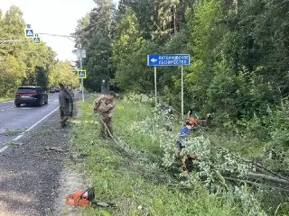 Устранение Аварийных Деревьев: Безопасность на Дороге Таширово-Литвиново