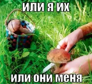 Грибные туры в Москве: популярность и советы биолога