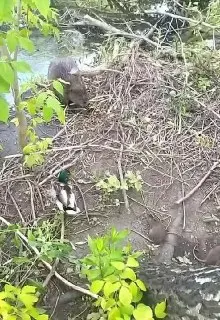 Необычное соседство диких животных у реки Яуза