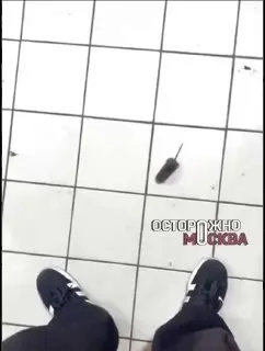 Москвичи обеспокоены грызунами в центре столицы