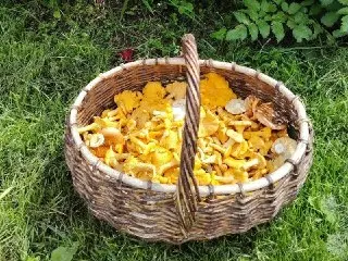 Лисички: Суперфуд Сезона и Природный Защитник Здоровья