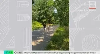 Москвичка попала в больницу после встречи с диким ежом