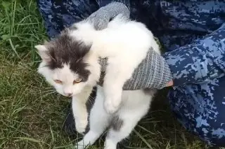 Кота-наркокурьера поймали в исправительном учреждении