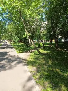 Опасные деревья на Маршала Чуйкова: что делать?