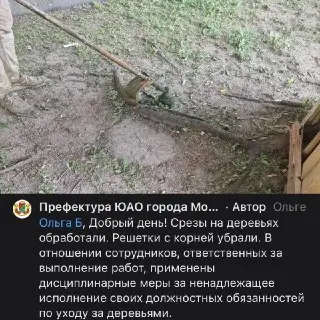 Жители Кантемировской обеспокоены состоянием деревьев во дворе