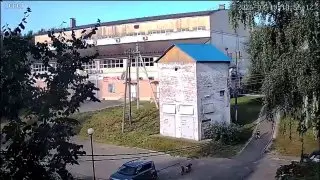 Американские булли покусали пятилетнего мальчика в Подмосковье