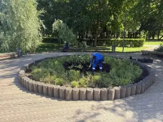 Многолетние Цветы Появились У Капустинского Пруда