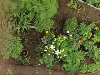 Соседи сорвали цветы из палисадника у подъезда: как сохранить красоту во дворе