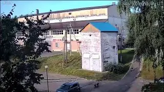 Собаки атаковали пятилетнего мальчика в Подмосковье