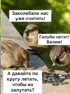 Летняя перепись воробьев в России: важное событие для экологии