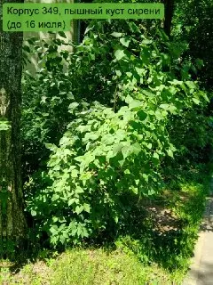Жители Зеленограда требуют наказания за вырубку здоровых деревьев