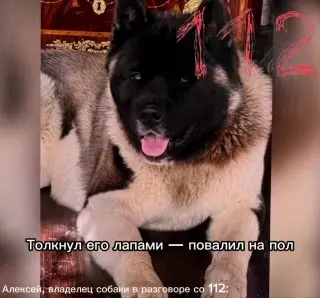 Собака напала на внука Дарьи Донцовой: версия хозяина