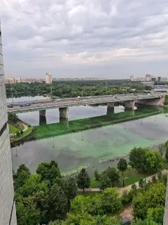 Левобережный пляж: вода стала ярко-зеленой из-за водорослей