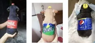 Исследование: Cola Zero может ускорять старение мозга на 62%
