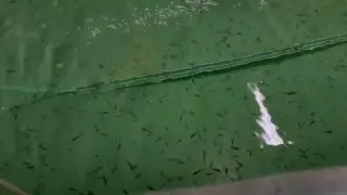 В Можайское водохранилище выпустили 24 тысячи мальков сазана