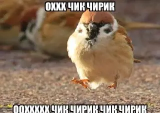 С 8 по 16 августа в России пройдет перепись воробьёв