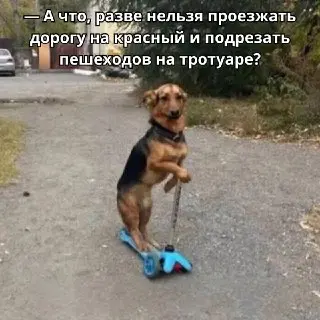 Полиция проведет рейд на самокатчиков: что ожидать завтра?