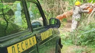 Санитарные рубки в лесах: Егорьевск очищает свои лесные массивы