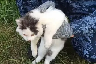 Кота-наркокурьера поймали у колонии: неожиданный случай