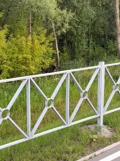 Лось на набережной: неожиданный визит лесного жителя