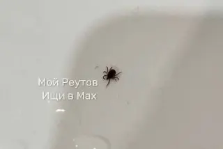 Клещи на улицах: Будьте осторожны во время прогулок с питомцами