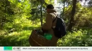 Спрос на грибных гидов в Москве вырос на 50%: что нужно знать
