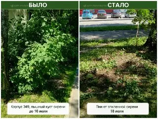 Жители Зеленограда требуют остановить вырубку здоровых деревьев