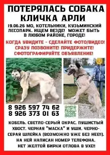 Помогите найти Арли: срочный поиск в Подмосковье!