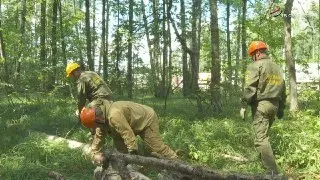 В округе убрали больные деревья и подготовили участки для вырубки
