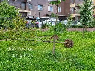 На улице Октября высаживают новые деревья: клёны и липы