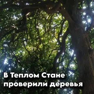 Проблемные деревья на Академика Бакулева: осмотр и лечение