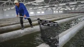 Верейская ферма увеличит производство форели до 500 тонн в год