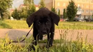 В Подмосковье привили более 128 тыс. собак и кошек от болезней