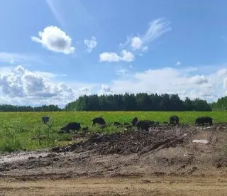 Буйные кабаны терроризируют жителей Кировской области