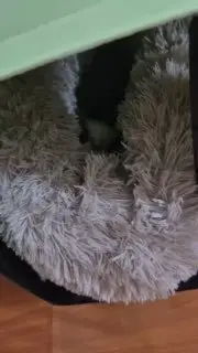 Котят нашли в мусорном баке: спасена жизнь малышей