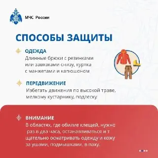 Пик активности клещей: советы врачей по защите от укусов