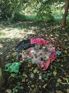 Проблемы яблоневого сада: как бороться с пьяницами и зарослями