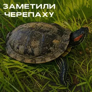 В парке Кузьминки заметили красноухую черепаху, готовящуюся к кладке яиц