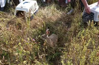 В «Лосином Острове» выпустили 30 зайчат-русаков для восстановления популяции