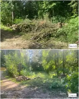 Санитарная Расчистка Лесов: Хлыбы и Свистуха в Фокусе
