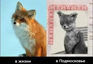 Лиса откусила палец мужчине в Подмосковье при защите собаки